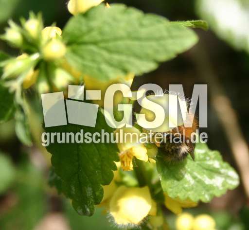 Goldnessel-2.jpg